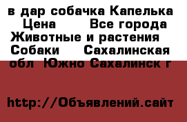 в дар собачка Капелька › Цена ­ 1 - Все города Животные и растения » Собаки   . Сахалинская обл.,Южно-Сахалинск г.